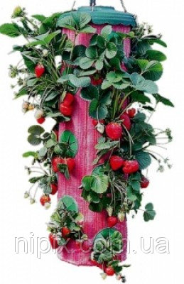 1_ustrojstvo-dlya-virashivaniya-klubniki-plantator11186